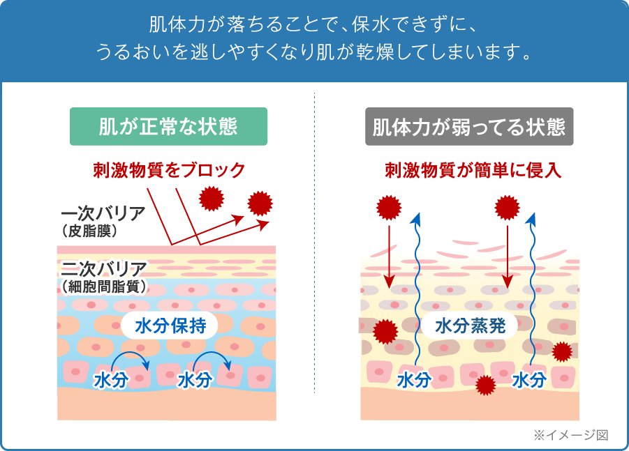 肌体力が落ちることで、保水できずに、うるおいを逃しやすくなり肌が乾燥してしまいます。